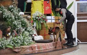 anjing-pelacak