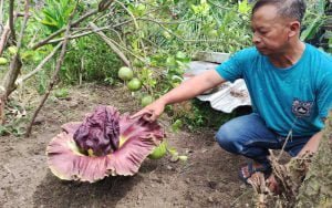 Listyono-saat-menunjukkan-bunga-bangkai-dibelakang-rumahnya