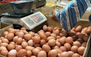 pedagang-telur