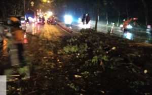 Imbas-Hujan-Lebat,-Seorang-Pengendara-Motor-Tergelincir-Usai-Menghindari-Pohon-Tumbang-di-JLS