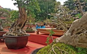 PPBI-Manjakan-Pecinta-Bonsai-Lewat-Ajang-Kontes-Bonsai-Nasional-Kabupaten-Semarang-2022