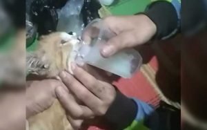 Kucing-Dicekoki-Tuak,-Pelaku-Dimintai-Keterangan-Polisi