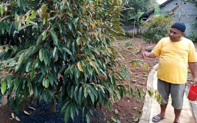 Peluang bisnis budidaya durian yang menghasilkan keuntungan yang besar. Mulyadi, petani di Kabupaten Semarang berhasil memanfaatkan air bekas kolam lele sebagai pupuk untuk tanaman durian, serta tanaman lain seperti kacang tanah dan jahe, dan memperoleh hasil yang memuaskan dengan biaya pupuk yang minim.