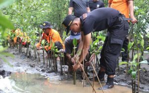 SAR Semarang menggelar kegiatan meriah untuk menyambut Hari Ulang Tahun Basarnas ke-51, dengan melakukan donor darah dan penanaman 400 pohon mangrove di pantai Mangunharjo, Kota Semarang.