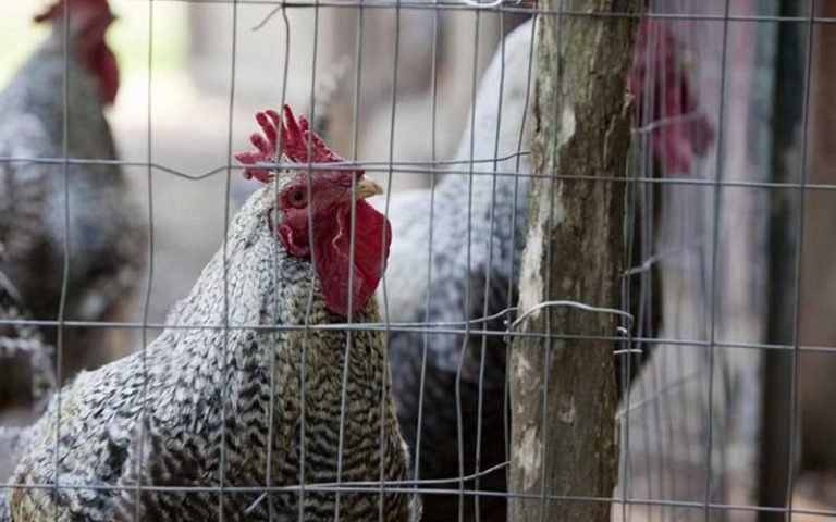 2.3.4.4b. yang memiliki patogenisitas tinggi membutuhkan kewaspadaan yang lebih tinggi dari semua pihak terkait di Indonesia. Kemenkes RI telah mengeluarkan Surat Edaran yang meminta Kepala Dinas Kesehatan Provinsi, Kabupaten/Kota, hingga Pelabuhan seluruh Indonesia untuk meningkatkan kewaspadaan terhadap flu burung ini.