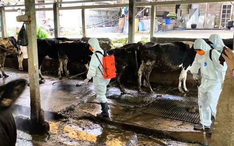 Penyemprotan insektisida di Kandang Ternak Sapi Koloni Laras Mulyo, Kumpulrejo Argomulyo Kota Salatiga dilakukan oleh Polres Salatiga dan Dinas Pangan dan Peternakan (Dispangtan) Kota Salatiga untuk membasmi vektor yang dapat membawa virus LSD