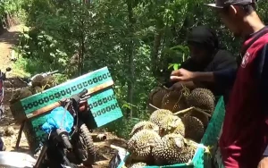 Para petani durian di Dusun Gertas, Desa Brongkol, Kecamatan Jambu, Kabupaten Semarang sedang melakukan panen raya durian. Dibalik populernya buah durian di pasaran, terdapat perjuangan tak terkalahkan yang dilakukan para petani yang memanen durian dengan bertaruh nyawa.