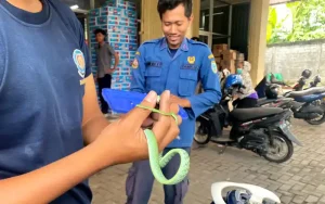 Petugas Damkar Kota Salatiga terpaksa membongkar bodi sepeda motor karena adanya ular masuk ke dalamnya. Evakuasi ular dilakukan di halaman Jalan Ki Penjawi Ruko Baru 7a Sidorejo Lor Salatiga dan rumah di kawasan Jalan Lingkar Selatan Blotongan Salatiga.