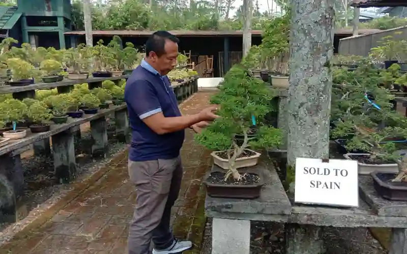 Exotic Bonsai Indonesia adalah perusahaan yang dikenal sebagai pengekspor bonsai terkemuka dengan reputasi unggul dalam hal kualitas dan keindahan. Berbasis di Kabupaten Semarang, Indonesia, perusahaan ini telah berhasil menarik minat negara-negara di seluruh dunia, terutama Belanda, dengan koleksi bonsai asli Indonesia yang menakjubkan.