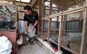 Bisnis peternakan ayam menjadi pilihan menarik bagi kaum milenial. Salah satunya adalah Mohammad Rizki Kurniawan, seorang pemuda yang berasal dari Desa Bringin, Kecamatan Bringin, Kabupaten Semarang. Rizki tertarik dengan peternakan ayam KUB (Kampung Unggul Balebangtan) setelah mengunjungi bazar peternakan di Ungaran Semarang pada tahun 2018. Ayam KUB lebih tahan terhadap penyakit, memiliki produksi telur yang lebih banyak, mencapai 160 hingga 180 butir per ekor per tahun, dan tumbuh lebih cepat.