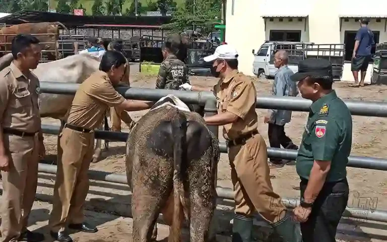 Dinas Pertanian Perikanan dan Pangan (Dispertanikap) Kabupaten Semarang telah melakukan pengecekan terhadap hewan kurban di Pasar Hewan Ambarawa pada Senin (26/6/2023). Kegiatan ini bertujuan untuk memastikan bahwa hewan ternak yang diperjualbelikan bebas dari penyakit.