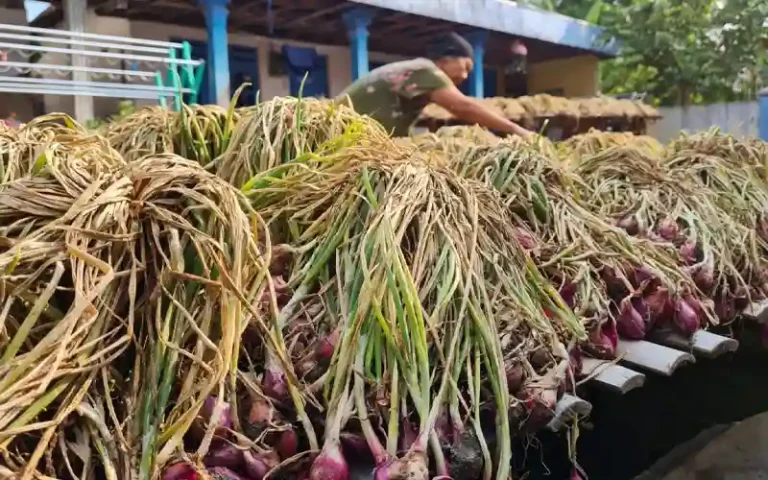 Petani bawang di Brebes antusias merespons imbauan Gubernur Jawa Tengah, Ganjar Pranowo, untuk beralih ke pupuk organik. Dengan menggunakan pupuk organik, tanah menjadi lebih subur dan produktivitas meningkat hingga 30 persen. Penggunaan pupuk organik dan kimia yang presisi juga membawa efisiensi biaya produksi dan hasil panen yang lebih baik. Dukungan dari Dinas Pertanian dan Perkebunan Jateng serta inisiatif petani lokal semakin memperkuat perubahan menuju pertanian yang lebih berkelanjutan.