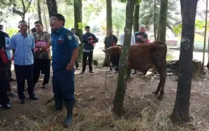 Seiring Meningkatnya Kesejahteraan Warga Permintaan Hewan Kurban di Salatiga Naik