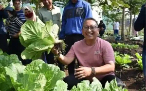 Tilik Kampung, Pj Sinoeng Panen Sayuran Sawi Pagoda