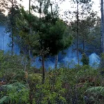 Kebakaran Hutan dan Lahan (Karhutla) di Lereng Gunung Merbabu, Desa Tajuk, Getasan, Kabupaten Semarang, Jawa Tengah, menimbulkan keprihatinan. Penyebabnya diduga dari ranting-ranting pohon yang mengering dan cuaca panas. Meskipun puluhan relawan berusaha memadamkan api, akses yang sulit dan angin kencang menjadi hambatan. Taman Nasional Gunung Merbabu, BPBD, TNI, dan Polri berupaya memadamkan api dengan segala upaya