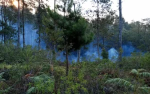 Kebakaran Hutan dan Lahan (Karhutla) di Lereng Gunung Merbabu, Desa Tajuk, Getasan, Kabupaten Semarang, Jawa Tengah, menimbulkan keprihatinan. Penyebabnya diduga dari ranting-ranting pohon yang mengering dan cuaca panas. Meskipun puluhan relawan berusaha memadamkan api, akses yang sulit dan angin kencang menjadi hambatan. Taman Nasional Gunung Merbabu, BPBD, TNI, dan Polri berupaya memadamkan api dengan segala upaya