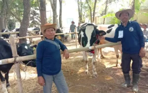 Sebanyak 60 sapi perah bersaing dalam kontes sapi di Rumah Potong Hewan Salatiga. Kegiatan pertama kali yang diselenggarakan oleh Dinas Pangan dan Pertanian Kota Salatiga ini bertujuan untuk mendorong peningkatan kualitas peternakan sapi perah, dengan dampak positif pada produksi susu.