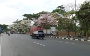 Sudah sepekan ini pemandangan berbeda dirasakan para pengguna jalan saat memasuki sepanjang Jalan Lingkar Selatan (JLS) Salatiga, tercatat sejak awal Oktober 2023 ini. Ratusan bunga tabebuya yang ada di pembatas jalan mulai mekar.