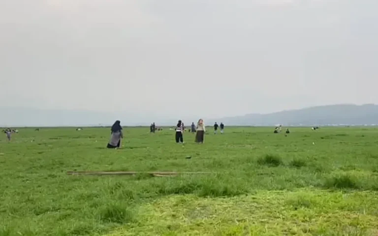Dengan musim kemarau basah, Sabana Rawa Pening kembali muncul di Dusun Klurahan, Desa Tuntang, memberikan pemandangan menakjubkan bagi warga sekitar. Meskipun ditumbuhi rumput yang hijau, tanah sabana masih terasa empuk dan retakan-retakan tanah bekas rawa menjadi pesonanya yang unik.
