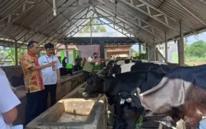 Kelompok Tani Ternak (KTT) Sido Makmur Gunungpati, Kota Semarang, memenangkan lomba KTT sapi perah di Jawa Tengah, mengungguli pesaing dari Boyolali dan Banyumas. Prestasi luar biasa ini menarik perhatian Wali Kota Semarang, Hevearita Gunaryanti Rahayu, yang mengapresiasi keterbatasan lahan mereka. Dengan pengembangan pertanian dan peternakan terpadu, KTT Sido Makmur telah menunjukkan kesiapan mereka sebagai sentral susu dan produk olahan susu di kota tersebut.