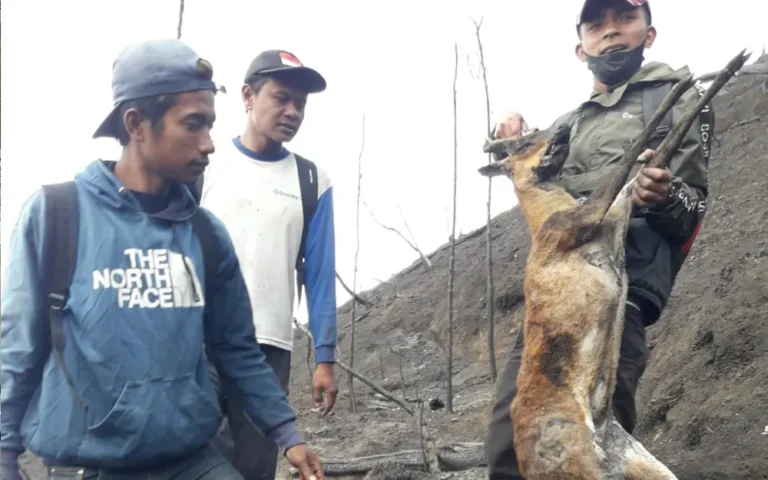 Kebakaran hutan dan lahan di Taman Nasional Gunung Merbabu (TNGMb) telah mengakibatkan rusaknya vegetasi dan penemuan sejumlah bangkai satwa terbakar. Video dan foto penemuan bangkai satwa yang hangus terbakar menyebar di media sosial. Pelaksana tugas Kepala Balai TNGMb, Nurpana Sulaksono, membenarkan kejadian tersebut dan menyampaikan lokasi penemuan bangkai hewan yang terbakar. Total luasan lahan yang terbakar mencapai 848,5 hektare (Ha), dengan wilayah Kabupaten Semarang menjadi yang terdampak paling luas.