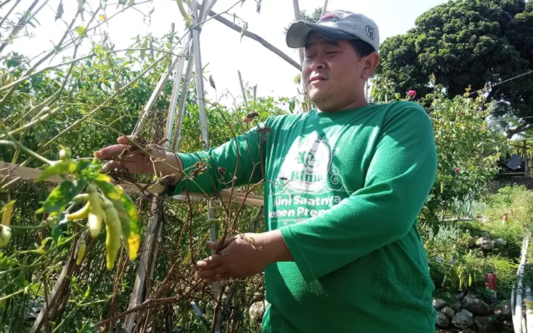 Petani cabai di Kabupaten Semarang mengalami kerugian akibat cuaca panas ekstrem. Dengan tanaman cabai menguning dan mati, produksi menurun, sehingga harga cabai di tingkat petani naik menjadi Rp 65-70 ribu per kilogram. Meski demikian, permintaan tetap tinggi, memperparah situasi. Dengan penyiraman di malam hari sebagai upaya jangka pendek, petani berharap hujan dapat menyelamatkan tanaman cabai mereka.