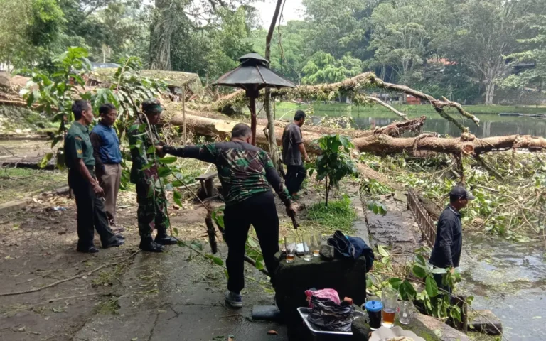 Sebuah pohon yang diduga berusia ribuan tahun di kompleks wisata Umbul Senjoyo, Desa Tegalwaton, Kecamatan Tengaran, Kabupaten Semarang, Jawa Tengah (Jateng) ambruk pada Minggu (21/1/2024) sekitar pukul 04.30 WIB. Setelah ambruk, warga di sekitar lokasi menunggu selama 9 hari sebelum berani memotong pohon dengan tinggi sekitar 50 meter itu. Proses pemotongan dilakukan pada Selasa (30/1/2024) setelah selamatan dan doa bersama.