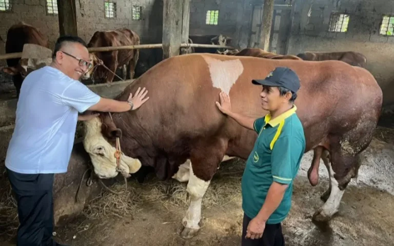 Seekor sapi jenis limousine bernama Tebo, berumur 3 tahun dengan tinggi 160 cm dan berat 1,1 ton, dilirik Presiden Joko Widodo sebagai hewan kurban mendatang. Agus Tohirin, pemilik sapi, menyatakan sapi ini sudah ditawar oleh Presiden dan siap dilepas dengan harga Rp 110 juta. Kandang sapi milik Agus berbeda dengan kandang lainnya karena tidak ada lalat, berkat penggunaan suplemen pakan dan aneka herbal yang mendukung pertumbuhan sapi.