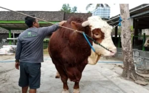 Menjelang Idul Adha, peternak sapi jumbo di Desa Ketapang, Kecamatan Susukan, Kabupaten Semarang, seperti Rizki Amin, mengalami peningkatan permintaan untuk sapi kurban, terutama jenis limosin dan simental. Pembeli tidak hanya berasal dari Indonesia, tetapi juga ada yang dari Malaysia.