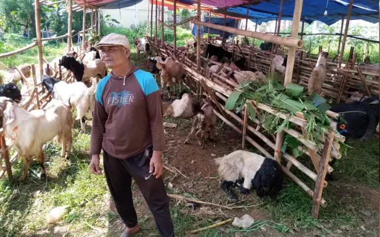 Menjelang Hari Raya Idul Adha 2024, sejumlah lapak musiman hewan kurban mulai muncul di Ungaran, Kabupaten Semarang, termasuk lapak kambing milik Muhayat (65) di Jalan Ahmad Yani, Sidomulyo, Ungaran Timur. Pada Senin (10/6/2024), Muhayat mengungkapkan bahwa ia bersama dua pegawainya membawa 90 ekor kambing dari Purwantoro, Wonogiri, dan telah menjual empat ekor pada hari pertama.