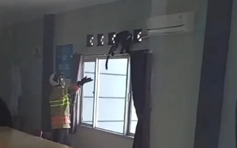 Seekor lutung ekor panjang membuat heboh staf dan pegawai kantor Kecamatan Ungaran Barat pada Kamis (25/7/2024) setelah masuk melalui pintu utama gedung dan menuju ruangan lantai dua. Sekretaris Camat Ungaran Barat, Edy Wuryanto, menjelaskan bahwa lutung tersebut masuk saat semua pegawai berada di ruangannya masing-masing.
