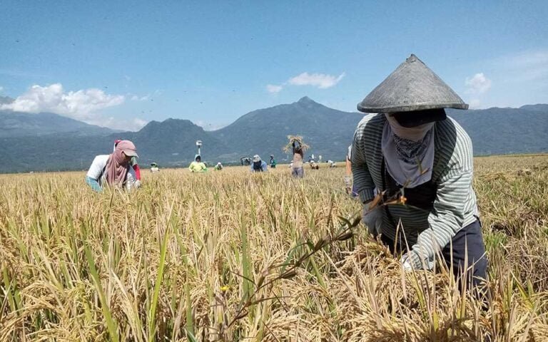 Bupati Semarang, Ngesti Nugraha, bersama Gabungan Kelompok Tani (Gapoktan) Mandiri melakukan panen raya padi di Desa Candirejo, Kecamatan Tuntang, Kabupaten Semarang, Rabu (3/7/2024). Di lahan ribuan meter persegi, petani menanam varietas unggul Inpari 32 (IR 32) dengan metode pemupukan kimia, semi organik, dan organik.