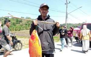 Ribuan warga memadati kawasan Kolam Tandu Harian (KTH) Pembangkit Listrik Tenaga Air (PLTA) Timo di Desa Tlompakan, Tuntang, Kabupaten Semarang, pada Senin (5/8/2024) untuk mengikuti tradisi pembersihan sedimen yang sekaligus menjadi 'pesta' ikan. Kolam seluas 2,8 hektare ini menjadi tempat warga berburu beragam jenis ikan air tawar seperti patin, nila, tawes, dan ikan mas dengan menggunakan alat seperti jala dan seser. Setyo (53), warga Desa Watuagung, berhasil menangkap ikan mas seberat 8 kilogram dan ikan nila dalam jumlah banyak, yang rencananya akan diolah dan dikonsumsi bersama keluarganya.