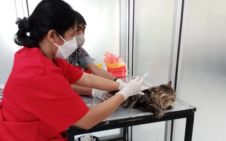 Pemilik anjing dan kucing di Salatiga antusias membawa hewan peliharaannya untuk mendapatkan vaksin rabies gratis yang diselenggarakan oleh Dinas Pangan dan Pertanian (Dispangtan) Salatiga di Pusat Kesehatan Hewan (Puskeswan). Anik, salah satu pemilik kucing, menyambut baik program ini karena memberikan rasa aman bagi pemilik, terutama saat hewan sering berinteraksi dengan anak-anak.