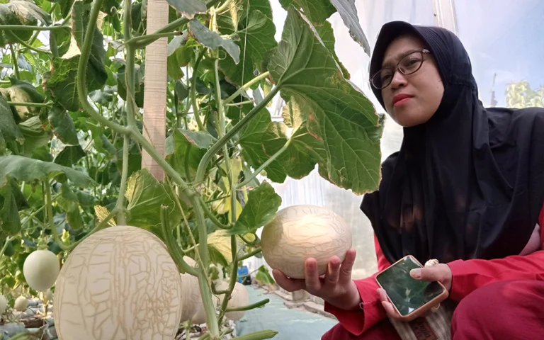 Musim kemarau membawa berkah bagi petani melon di Kabupaten Semarang, khususnya bagi mereka yang membudidayakan melon varietas sweet net di Dusun Bodean, Desa Klepu, Kecamatan Pringapus. Di lokasi Mini Zoo dan Green House Bodean, sekitar 1.100 tanaman melon sweet net sedang dipanen, menghasilkan hingga 9 kuintal melon berkualitas premium dengan harga Rp30 ribu per kilogram.