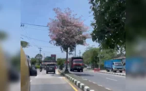 Pada awal Oktober 2024, ratusan pohon tabebuya di berbagai ruas jalan di Kota Salatiga, seperti Jalan Lingkar Salatiga (JLS), Jalan Osamaliki, dan Jalan Jendral Sudirman, mekar indah dengan bunga berwarna pink, putih, kuning, dan merah, menciptakan pemandangan eksotis.