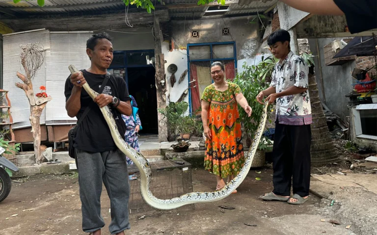 Seekor ular Sanca sepanjang sekitar 5 meter ditemukan di kandang ayam milik Ahmad Arwiyanto, warga Kelurahan Mangunsari, Kecamatan Sidomukti, Salatiga, pada Selasa (22/10/2024) sore.