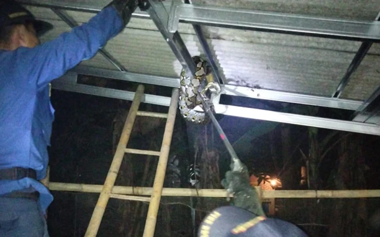 Seekor ular sanca kembang sepanjang 3,5 meter berhasil dievakuasi oleh petugas Satpol PP dan Damkar Kabupaten Semarang di atap rumah Suprapto, warga Dusun Karangguli, Desa Padaan, Kecamatan Pabelan, pada Sabtu (7/12/2024) malam.