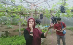 Wisata petik buah anggur milik Jinan Hanida di Jalan Perumdis Nomor 39, Mangunsari, Kecamatan Sidomukti, Kota Salatiga, menjadi destinasi favorit masyarakat saat musim panen, terutama di greenhouse miliknya yang berukuran 20x25 meter persegi. Pada Rabu (4/12/2024), wisata ini ramai dikunjungi, termasuk wisatawan dari Salatiga, Jakarta, Solo, Semarang, dan Bangka Belitung.