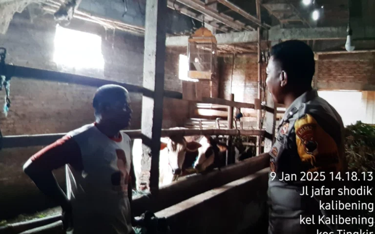 Sebanyak 16 sapi di Kota Salatiga terserang penyakit mulut dan kuku (PMK), dengan 9 di antaranya sudah sembuh sementara sisanya masih dalam perawatan. Kasus ini melibatkan sapi lama dan baru, yang tertular di wilayah Salatiga. Hingga Selasa, 14 Januari 2025, langkah pencegahan terus dilakukan oleh Dinas Pangan dan Pertanian (Dispantan) Kota Salatiga, termasuk pengetatan lalu lintas ternak, himbauan untuk tidak membeli ternak dari luar kota, serta pengawasan di rumah pemotongan hewan (RPH).