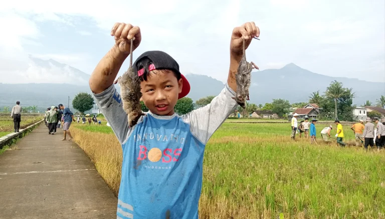 Ratusan petani di Desa Sraten, Kecamatan Tuntang, Kabupaten Semarang, menggelar gerakan pengendalian hama tikus secara serentak di area persawahan sekitar Rawa Pening pada Minggu, 20 April 2025. Kegiatan ini melibatkan petani dari empat desa serta anak-anak sekolah dasar yang ikut membantu berburu tikus sebagai bentuk edukasi pertanian sejak dini.