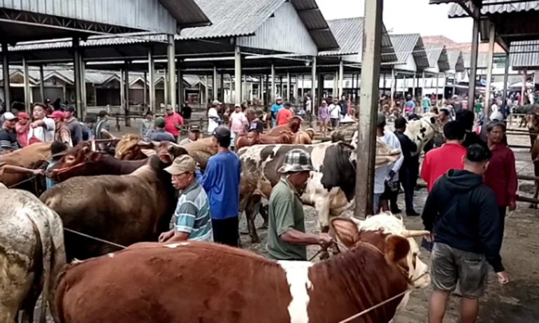 Dinas Pertanian, Perikanan, dan Ketahanan Pangan (Dispertanikap) Kabupaten Semarang menekankan penerapan prinsip ASUH (Aman, Sehat, Utuh, dan Halal) dalam penyembelihan hewan kurban. Kepala Dispertanikap, Moh. Edy Sukarno, menyampaikan hal ini dalam kegiatan Sosialisasi Pelaksanaan Kurban 2025 yang diikuti oleh takmir masjid, Puskeswan, Kesmavet, dan Bagian Kesra Kecamatan di Kabupaten Semarang pada Kamis, 22 Mei 2025.