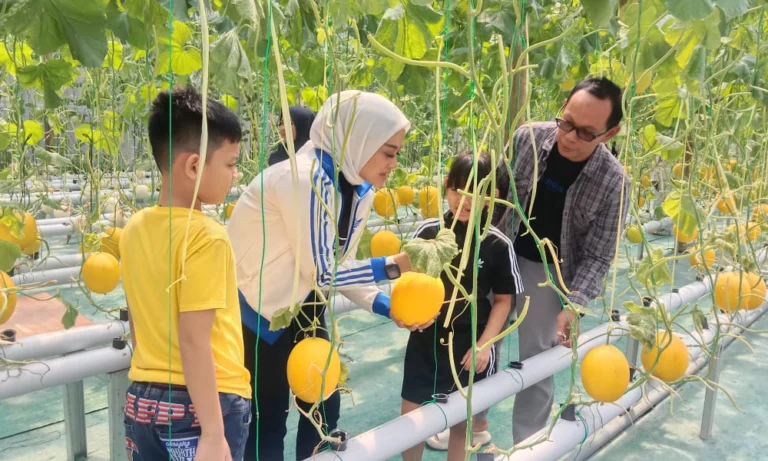 Noreenfarm di Kota Salatiga menghadirkan wisata unik dan menyehatkan berupa aktivitas memetik melon premium langsung dari pohonnya dengan harga terjangkau, yakni Rp 25 ribu per kilogram selama masa promosi. Usaha ini digagas oleh Andi Fauzan, warga setempat yang memanfaatkan lahan kosong miliknya di Kauman Kidul, Kecamatan Sidorejo, untuk pertanian modern berbasis hidroponik.