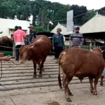 Menjelang Iduladha 2025, UPTD Puskeswan, Pasar Hewan, dan Rumah Pemotongan Hewan (RPH) melakukan pemeriksaan kesehatan terhadap hewan kurban yang masuk ke pasar. Kepala UPTD, Muhammad Hidayat, memimpin langsung kegiatan ini yang berlangsung di Pasar Pon Ambarawa pada Rabu, 21 Mei 2025. Kegiatan ini dilakukan untuk memastikan seluruh hewan, terutama sapi, dalam kondisi sehat dan bebas dari Penyakit Mulut dan Kuku (PMK).