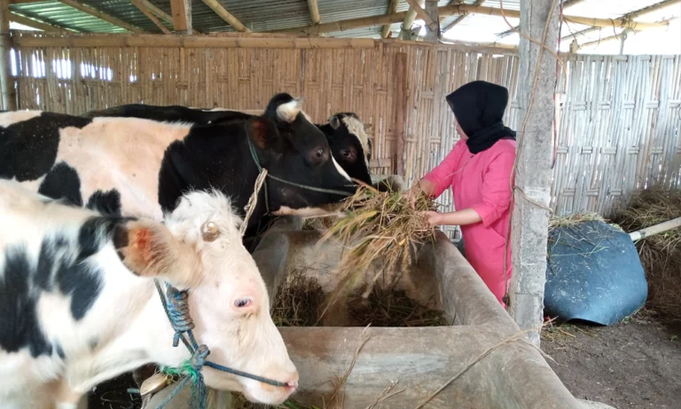 Menjelang Hari Raya Iduladha, Supadi (53), seorang peternak sapi dari Dusun Gintungan, Kelurahan Gogik, Kecamatan Ungaran Barat, Kabupaten Semarang, semakin intensif merawat sapi-sapinya. Ia ditemui pada Selasa, 20 Mei 2025, di kandang komunal setempat, saat sedang menjalankan perawatan khusus agar ternaknya tetap sehat.