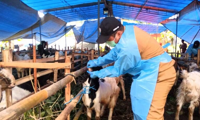 Menjelang Idul Adha, Dinas Pertanian Perikanan, dan Pangan (Dispertanikap) Kabupaten Semarang melakukan pemantauan intensif terhadap hewan kurban yang dijual di wilayahnya. Pemantauan ini dilakukan oleh tim Dispertanikap termasuk Sekretaris Suhartono dan Kabid Kesehatan Hewan Yohana Diah Haruni. Kegiatan berlangsung di sejumlah titik, salah satunya di Jalan Ahmad Yani, samping rumah dinas Bupati Semarang, pada Senin, 2 Juni 2025. Tujuan pemantauan ini adalah memastikan hewan kurban layak disembelih sesuai syariat Islam dan sehat secara fisik.