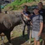 Keluarga besar Paguyuban Karaoke Salatiga (Pakarsa) menyumbangkan satu ekor sapi dan satu ekor kambing pada momentum Idul Adha sebagai bentuk kepedulian terhadap lingkungan sekitar. Aksi sosial ini dilakukan oleh anggota Pakarsa dan para Ladies Companion (LC) di Masjid Al Ikhlas, Sarirejo, Sidorejo, Salatiga pada Sabtu, 7 Juni 2025.
