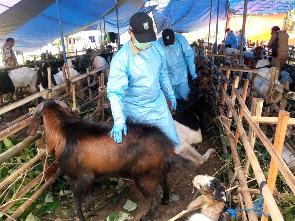 Menjelang Hari Raya Iduladha, pedagang hewan kurban musiman mulai bermunculan di berbagai lokasi di Kabupaten Semarang, termasuk lapak milik Kayat Santoso (60) yang berada di Jalan Ahmad Yani, Ungaran, tepat di dekat rumah dinas Bupati Semarang. Pada Selasa, 3 Juni 2025, Kayat menyediakan 85 ekor kambing berbagai jenis dengan harga bervariasi antara Rp2 juta hingga Rp4,5 juta per ekor untuk memenuhi kebutuhan masyarakat yang ingin berkurban.