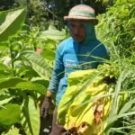 Petani tembakau di Getasan, Kabupaten Semarang, mengeluhkan anjloknya harga tembakau dari Rp6.000 menjadi Rp4.000 per kilogram sejak akhir Juli 2025 akibat hujan tinggi yang menurunkan kualitas panen. Mereka mengatasinya dengan menjual tembakau kering meski butuh waktu lama, sembari berharap bantuan pupuk dan benih dari pemerintah.