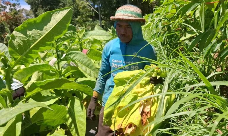 Petani tembakau di Getasan, Kabupaten Semarang, mengeluhkan anjloknya harga tembakau dari Rp6.000 menjadi Rp4.000 per kilogram sejak akhir Juli 2025 akibat hujan tinggi yang menurunkan kualitas panen. Mereka mengatasinya dengan menjual tembakau kering meski butuh waktu lama, sembari berharap bantuan pupuk dan benih dari pemerintah.